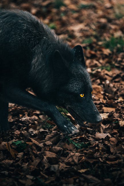 O-World,公狼,動物園,狼,迷因幣,勒古被捕獲