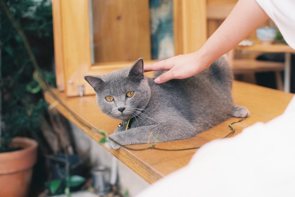 黑貓Soso生病,縱隔淋巴瘤,貓咪化療,親人愛撒嬌