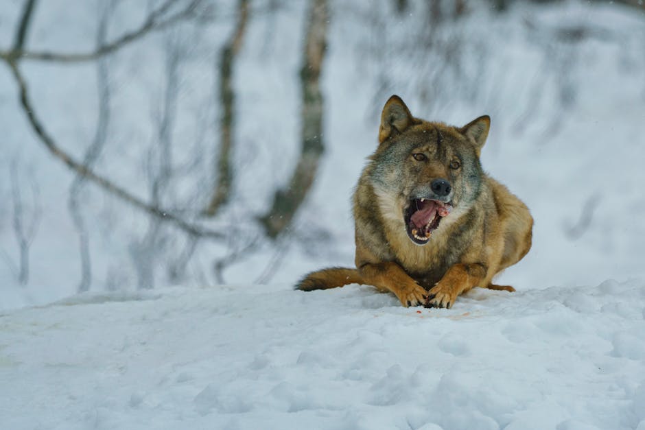 綜藝玩很大,張立東,黑魔王,全民情獸,顏值擔當